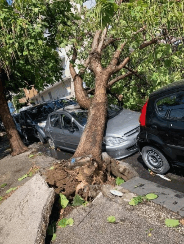 Questa immagine ha l'attributo alt vuoto; il nome del file è albero-caduto-771x1024.png